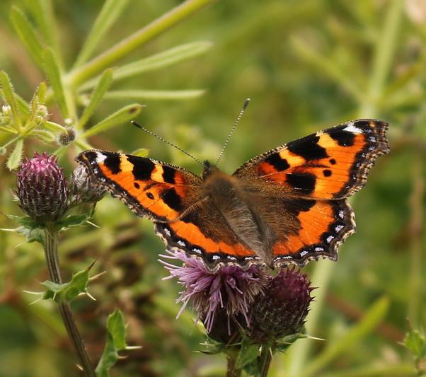 Small tortoiseshell