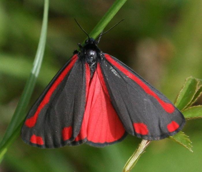 Cinnabar