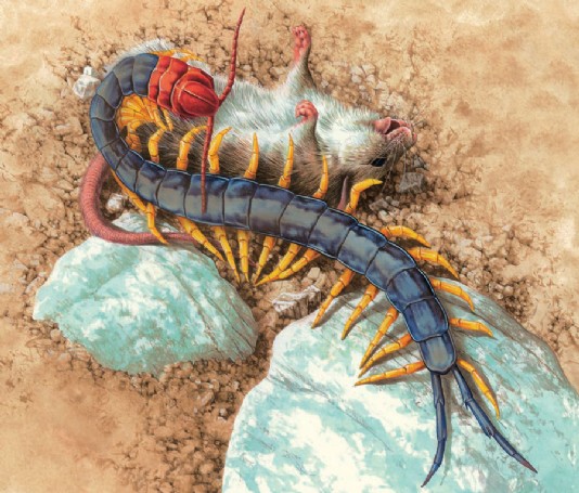 A giant centipede feeding on a mouse