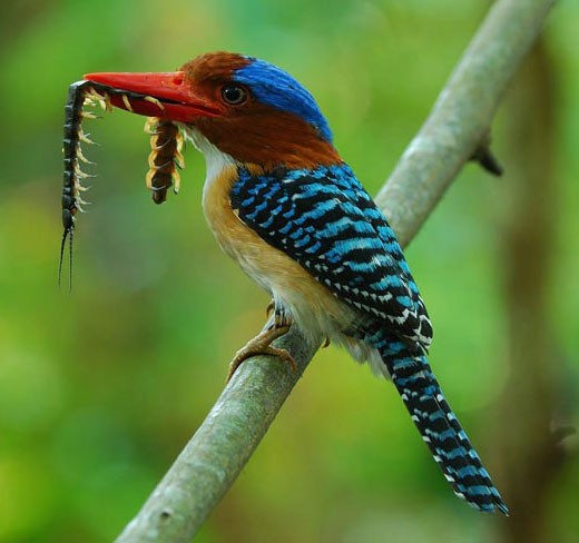 A centipede captured by a kingfisher