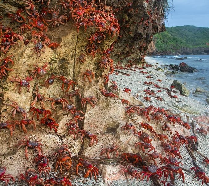 Christmas Island red crabs
