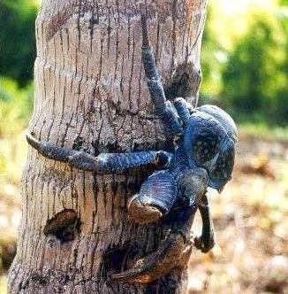 Robber (coconut) crab from Christmas Island