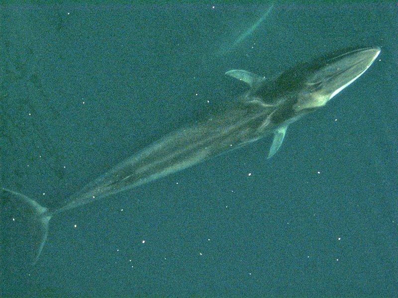 Fin whale