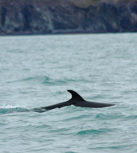 Minke whale