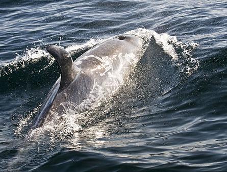Risso's dolphin