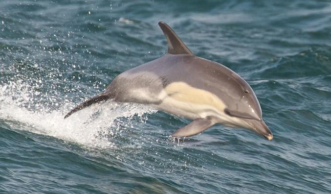 Common dolphin