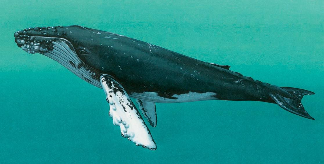 Humpback whale