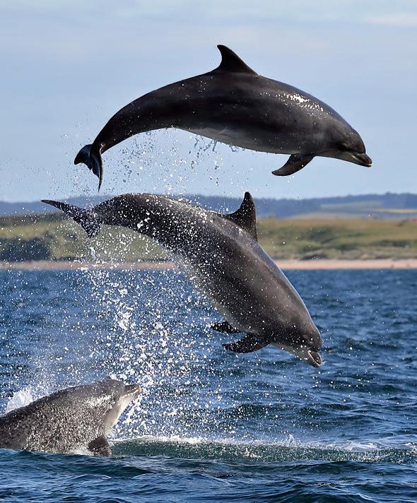 Bottlenose dolphins