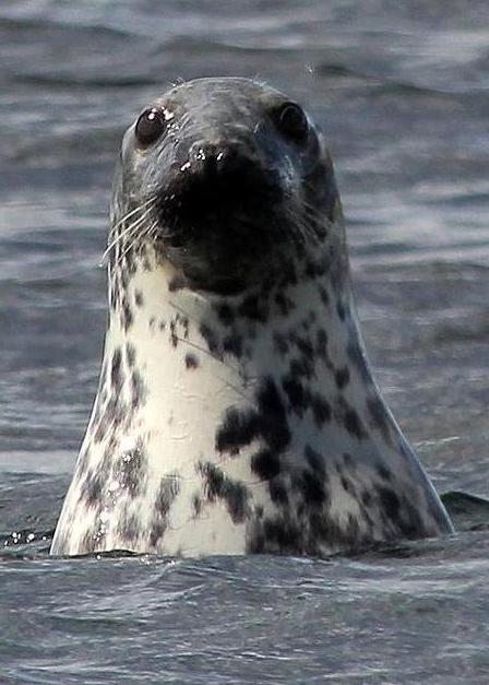 A female grey seal