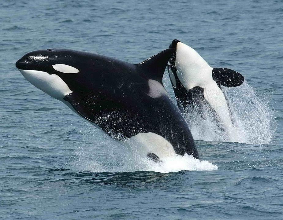 Orcas