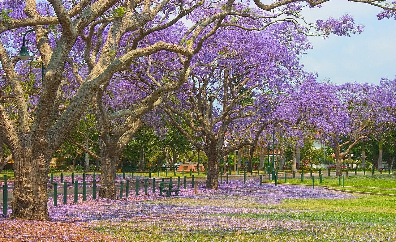 Jacaranda trees in bloom, New Farm Park, Brisbane
