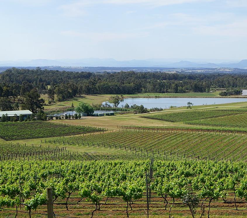Hunter Valley vineyards