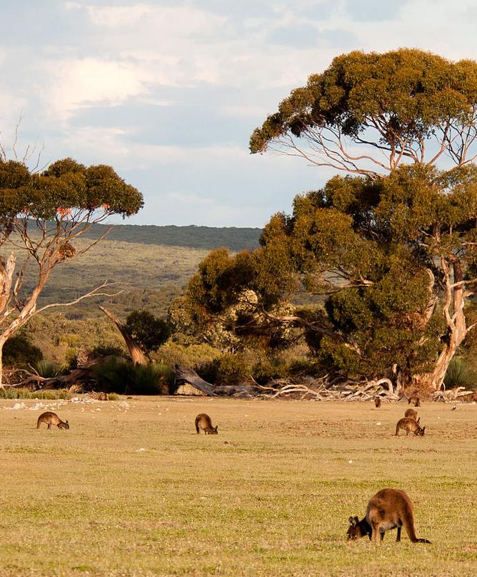Open woodland with kangaroos on Kangaroo Island