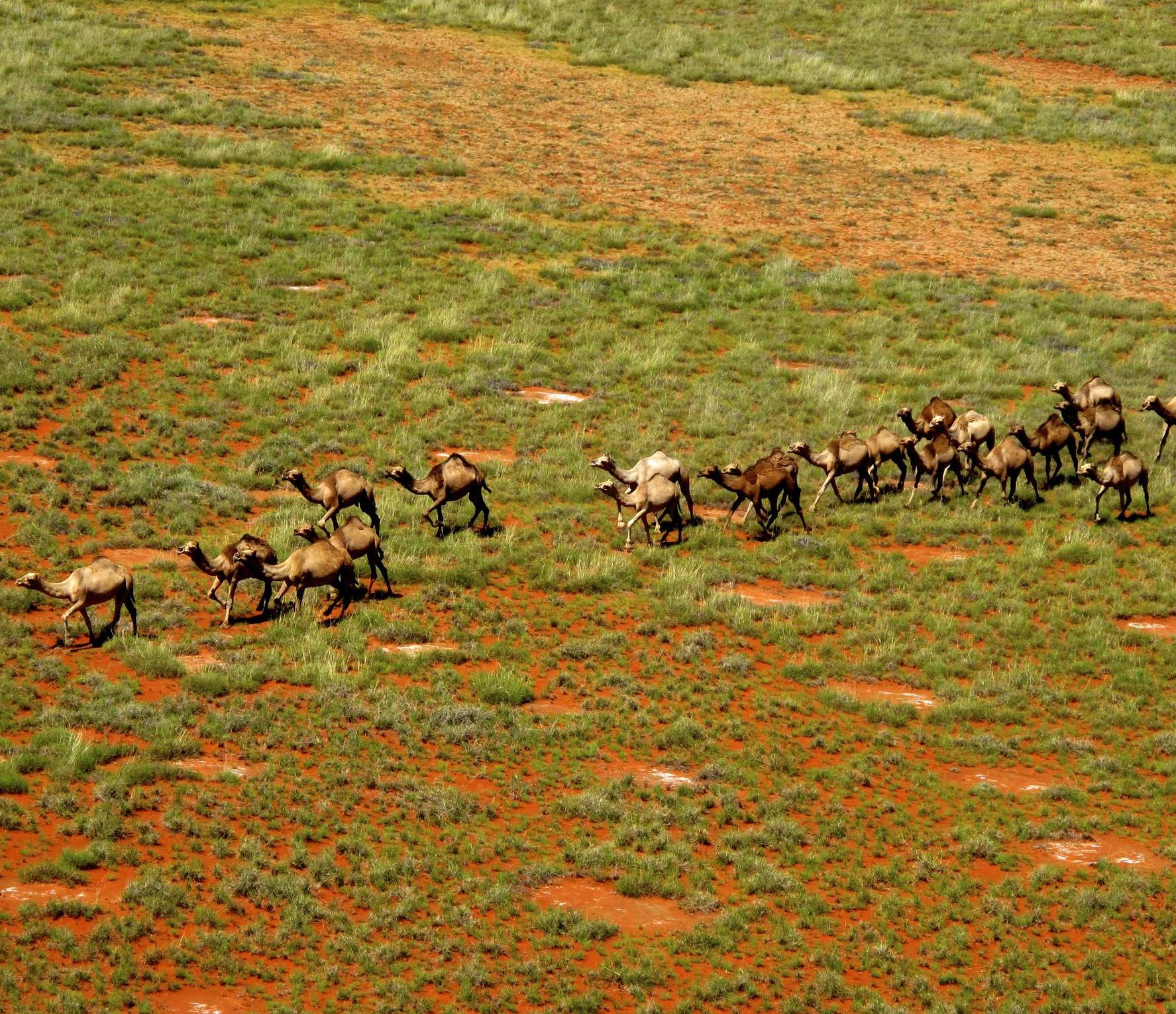 Feral camels, Newhaven Wildlife Sanctuary