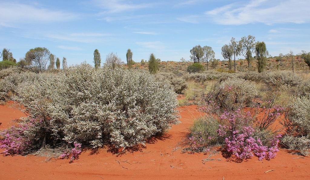 Spring flowers in the desert near Yulara