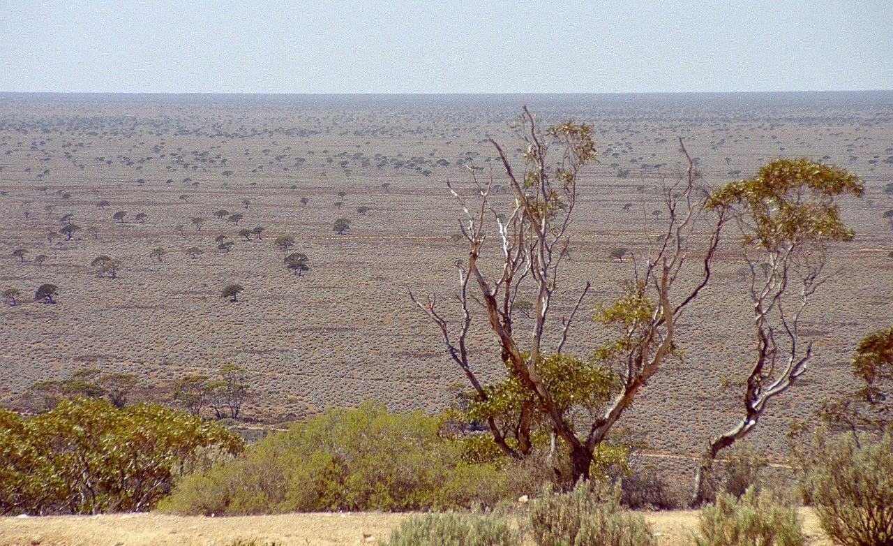 A view of the Nullarbor Plain
