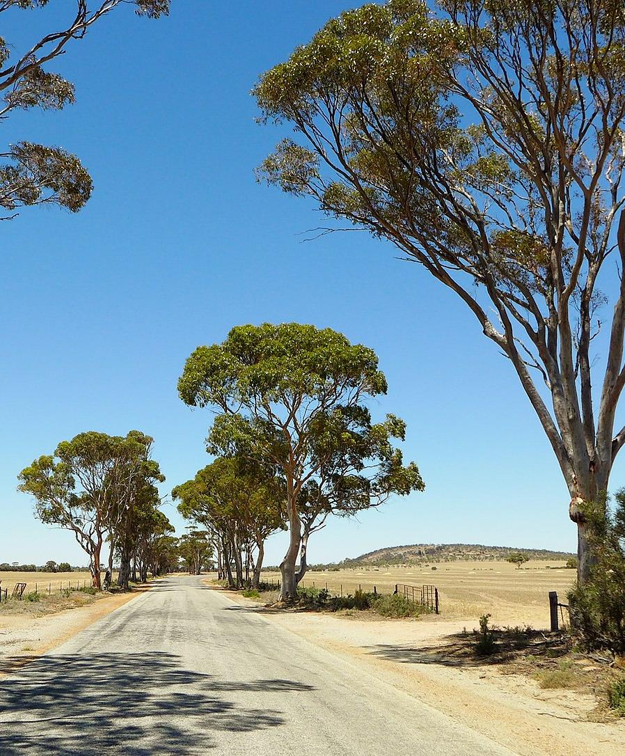 A road in the Wheatbelt region