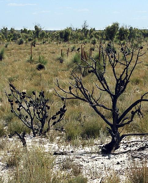 The Little Desert, an area of semi-arid scrubland