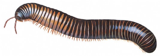 Millipede