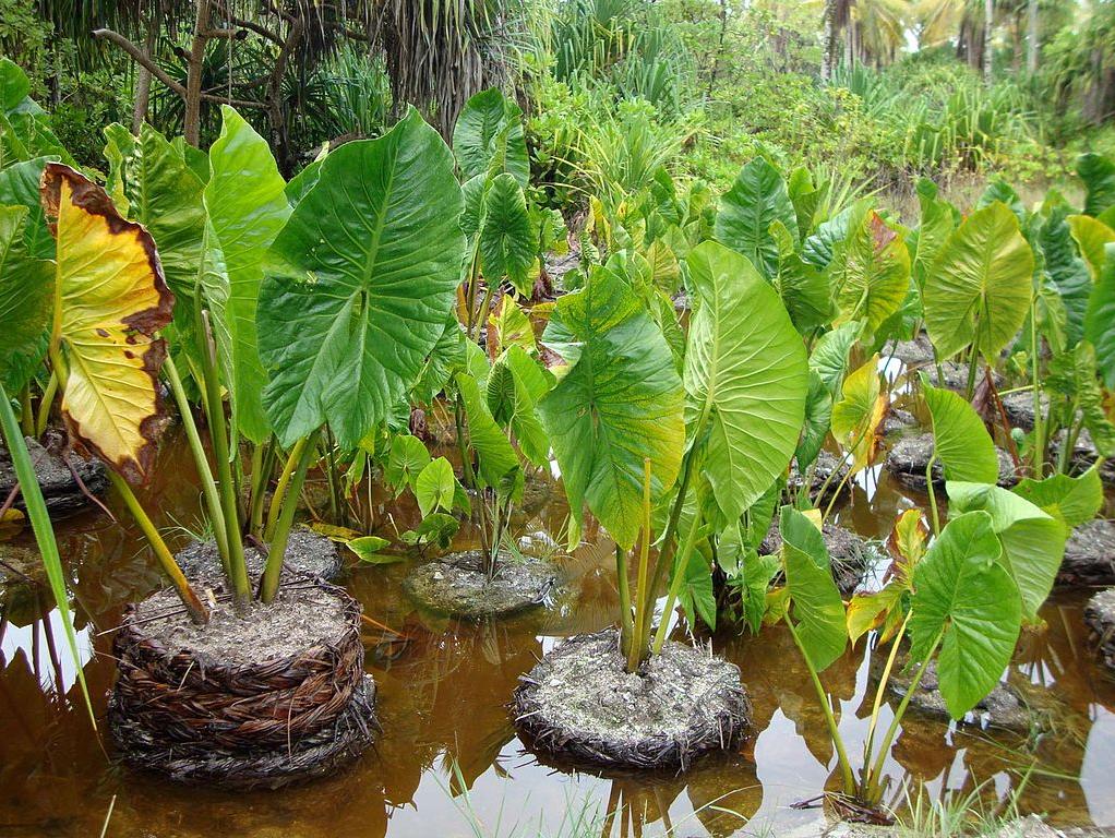 Babai (swamp taro) plantation on Butaritari
