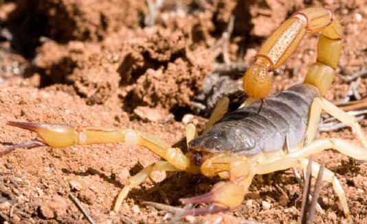 The giant hairy desert scorpion