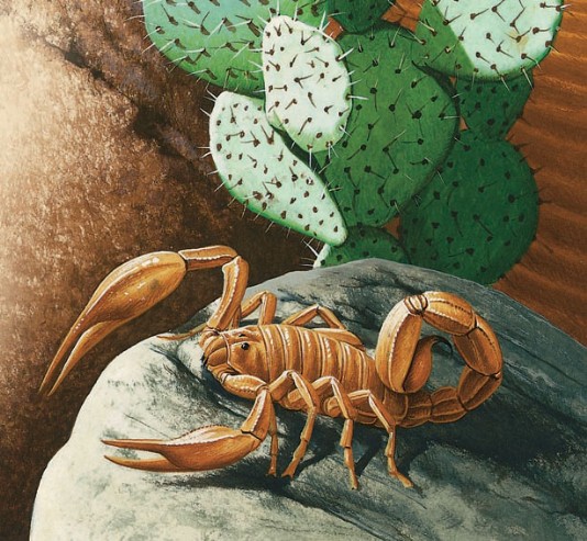 Scorpion in the southwestern US desert