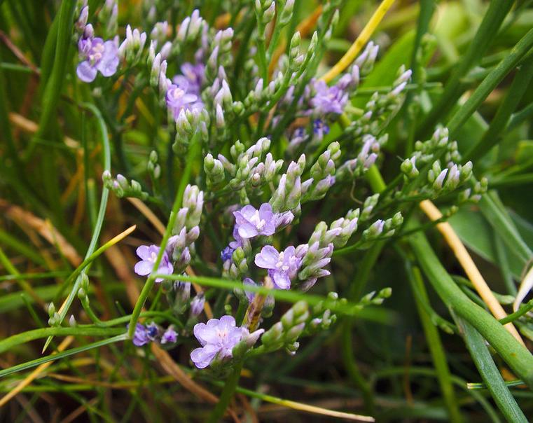 Sea lavender
