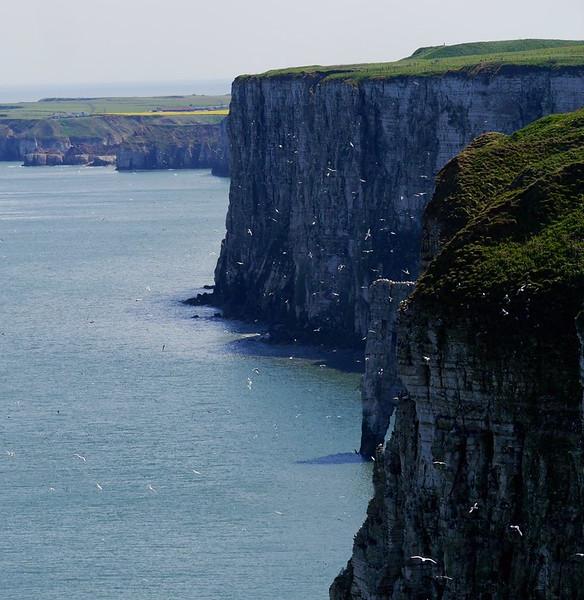 Seabirds at Bempton Cliffs in Yorkshire, England