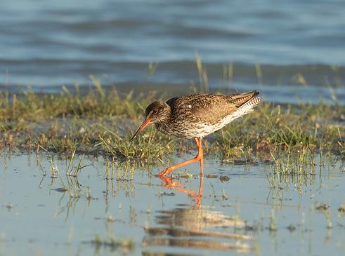 Redshank