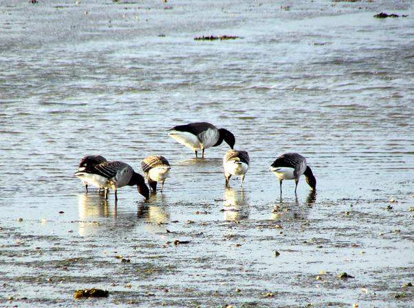 Brent geese feeding on mudflats