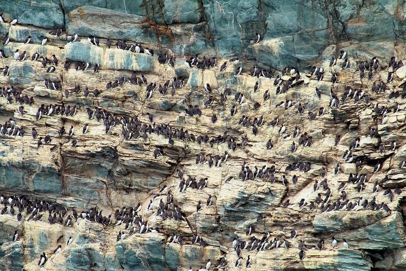 Guillemots nesting on sea cliffs in Anglesey, north Wales