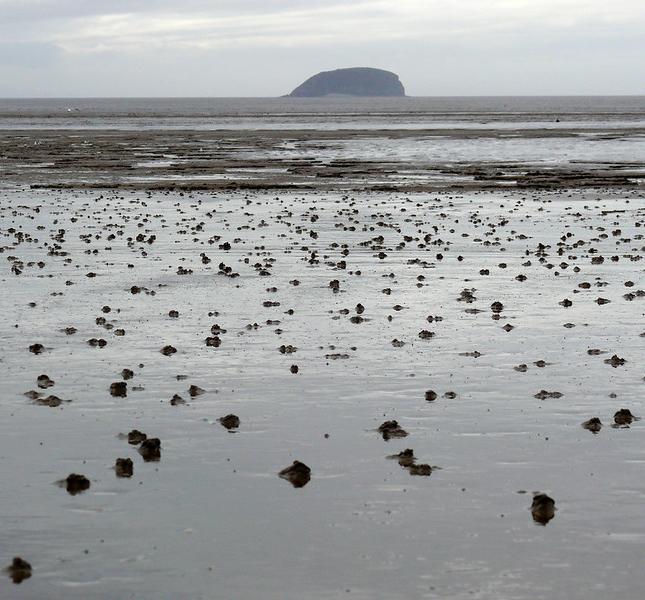 Mudflats in the Severn Estuary