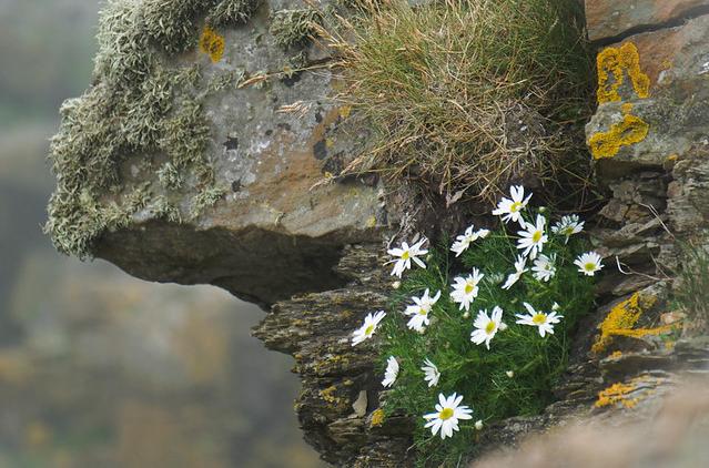 Oxeye daisies and lichens growing on a cliff