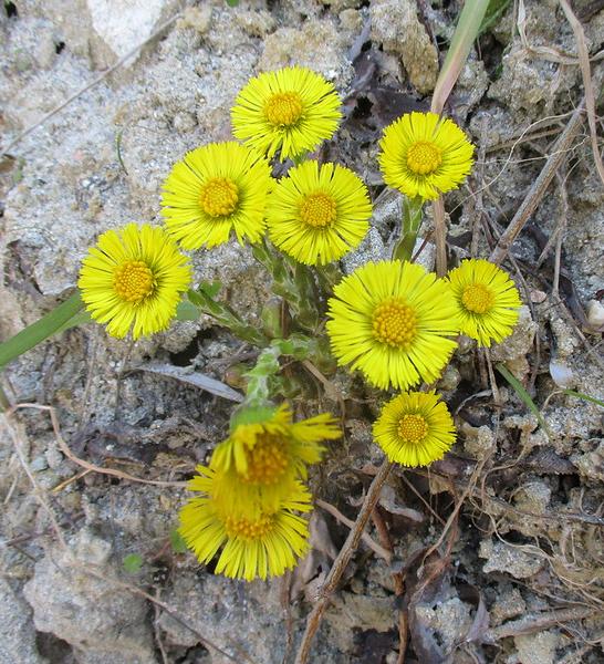 Coltsfoot