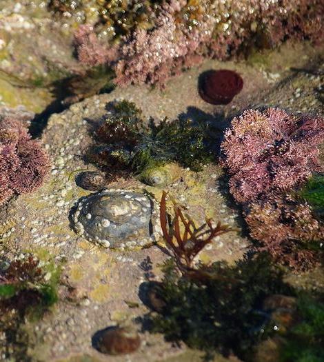 Rock pool