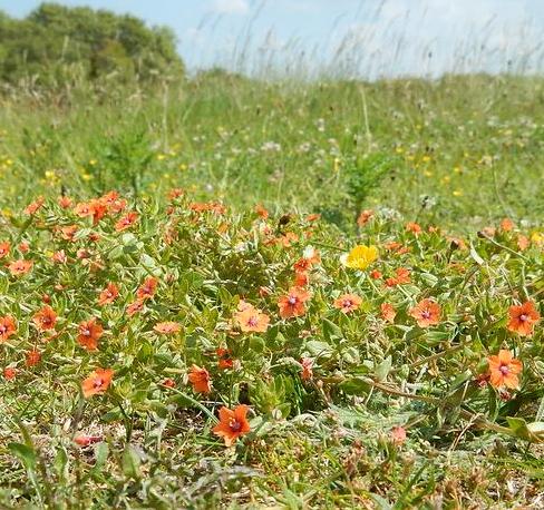 Dune flowers