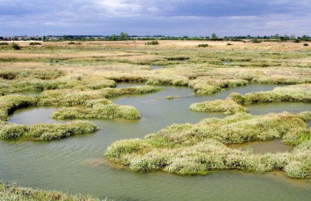 Salt marsh in Essex, on the east coast of England