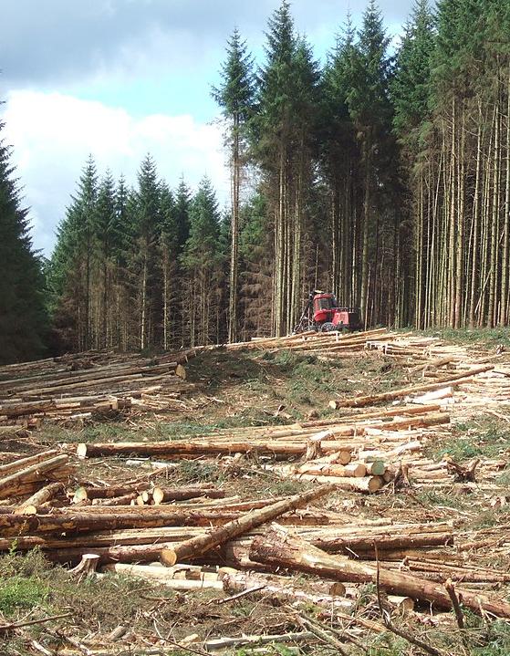 Harvesting timber in Kielder Forest