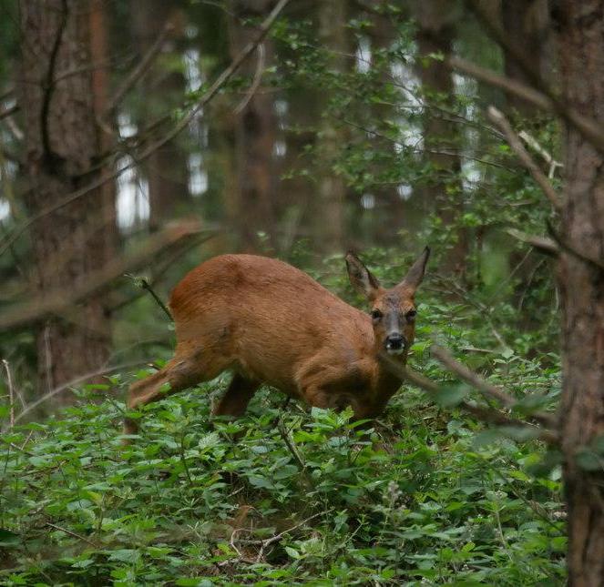Red deer in Thetford Forest