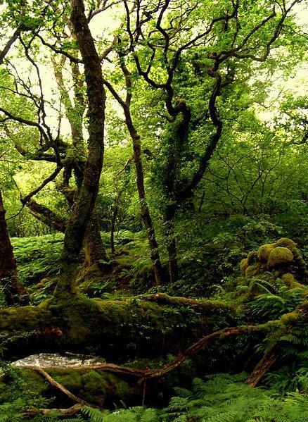 Atlantic rainforest on the west coast of Ireland