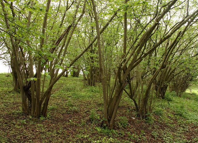 Coppiced woodland