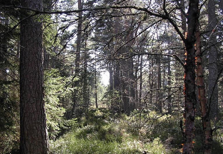 Ancient woodland in Scotland's Caledonian Forest