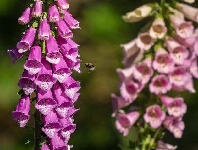 Foxgloves grow in woodland clearings