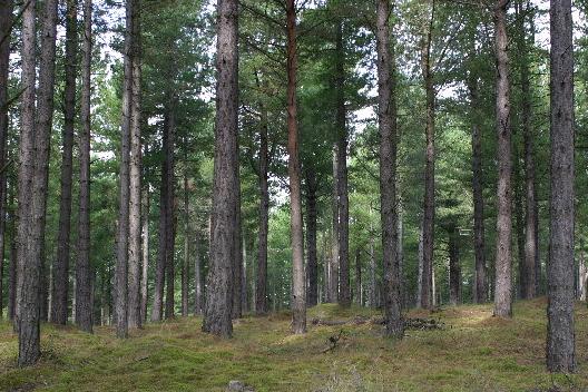 Coniferous woodland in northern Scotland