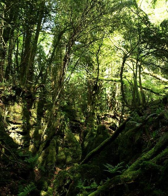 Ancient woodland in the Forest of Dean