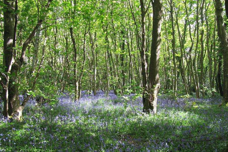 A bluebell wood in spring