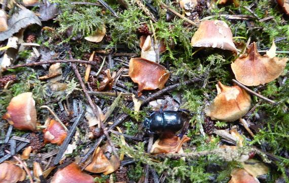 A beetle in the moss and leaf litter of the woodland floor