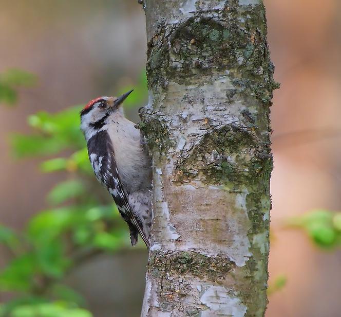 Lesser spotted woodpecker
