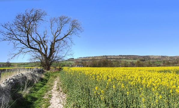 Edge of an oilseed rape field