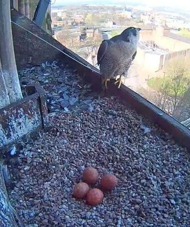 A peregrine falcon nests on the roof of Derby cathedral